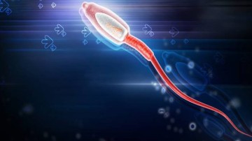 Erkek Kısırlığında Sperm DNA Hasarı