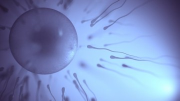 Spermisit Nedir, Neye Yarar, Ne Amaçla Kullanılır?